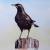 Pied Starling von Lin