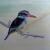 Brown-hooded Kingfisher von Lin