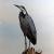Black-headed Heron von Lin