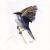 African Stonechat von Lin