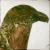 Eagle Forest von Taliah