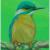 Eisvogel von Aurora