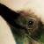 junger vogel von gisela