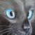 schwarze Katze von Aurora