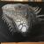 Iguana (Reptilien) von