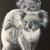Team (Koalas) von