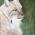 Luchs von