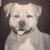 Hund von