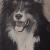 Hund von