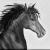 Black Horse von Anna Jod