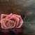 Rose von Anna Jod