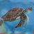 Schildkröte von Anna Jod