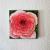 Rose von Birthie