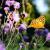 Butterfly von