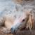 My little horse von AD DESIGN Photo + PhotoArt